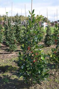 Ilex altacl. 'Camelliifolia' 60-80 cm met kluit