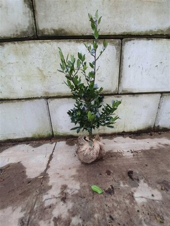 Ilex altacl. 'Camelliifolia' 80-100 cm met kluit - afbeelding 1
