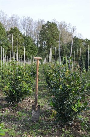 Ilex altacl. 'Camelliifolia' 80-100 cm met kluit - afbeelding 2