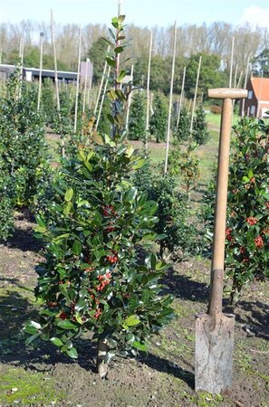 Ilex altacl. 'Camelliifolia' 80-100 cm met kluit - afbeelding 3