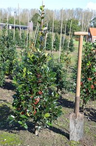 Ilex altacl. 'Camelliifolia' 80-100 cm met kluit - afbeelding 3