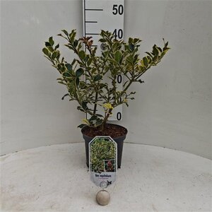 Ilex aq. 'Ferox Argentea' 25-30 cm cont. 3,0L