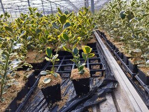 Ilex altacl. 'Golden King' 30-40 cm 0,55L/P9cm