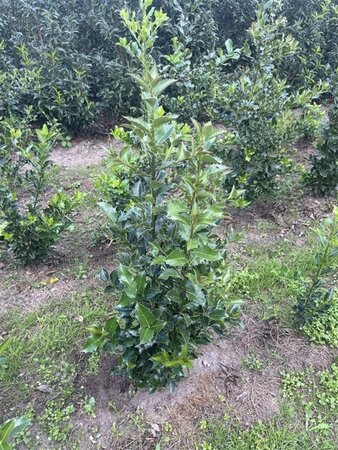 Ilex aquifolium 100-125 cm met kluit - afbeelding 4
