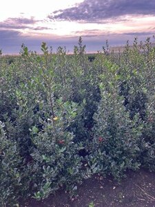 Ilex aquifolium 100-125 cm met kluit - afbeelding 2