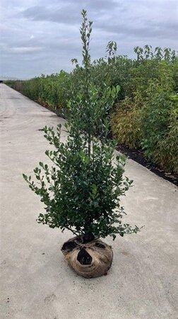 Ilex aquifolium 100-125 cm met kluit - afbeelding 12
