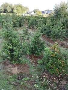 Ilex aquifolium 100-125 cm RB - image 2