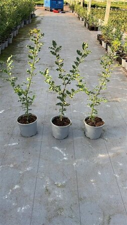 Ilex aquifolium 40-60 cm cont. 2,0L - afbeelding 1