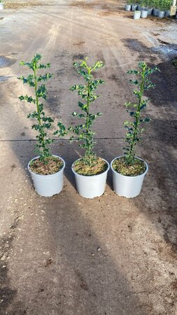 Ilex aquifolium 40-60 cm cont. 2,0L - afbeelding 3