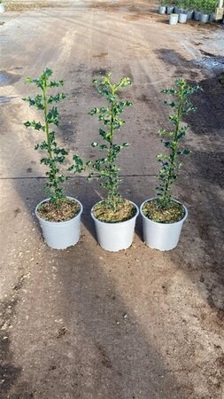 Ilex aquifolium 40-60 cm cont. 2,0L - afbeelding 2
