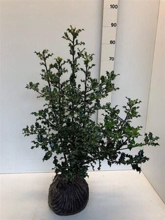 Ilex aquifolium 60-80 cm met kluit - afbeelding 12