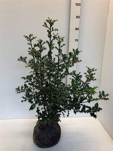 Ilex aquifolium 60-80 cm met kluit - afbeelding 12