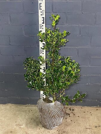 Ilex aquifolium 60-80 cm met kluit - afbeelding 2