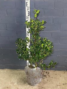 Ilex aquifolium 60-80 cm met kluit - afbeelding 2