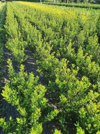 Ilex aquifolium 60-80 cm met kluit - afbeelding 4