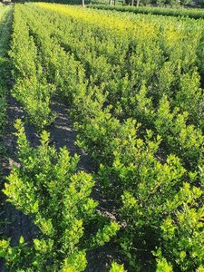 Ilex aquifolium 60-80 cm met kluit - afbeelding 4