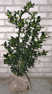 Ilex aquifolium 60-80 cm met kluit - afbeelding 8