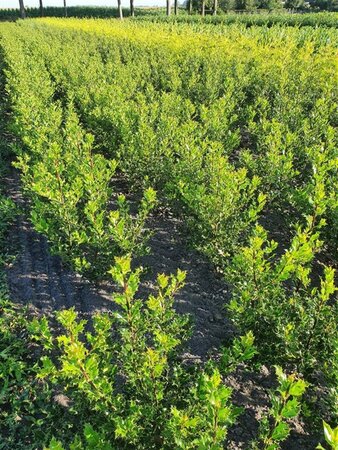 Ilex aquifolium 60-80 cm met kluit - afbeelding 3