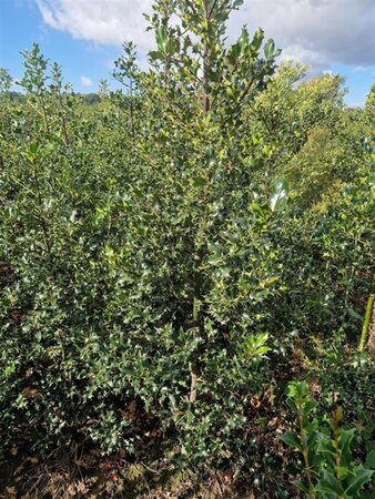 Ilex aquifolium 80-100 cm met kluit - afbeelding 4