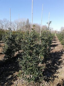 Ilex aquifolium 80-100 cm met kluit - afbeelding 2