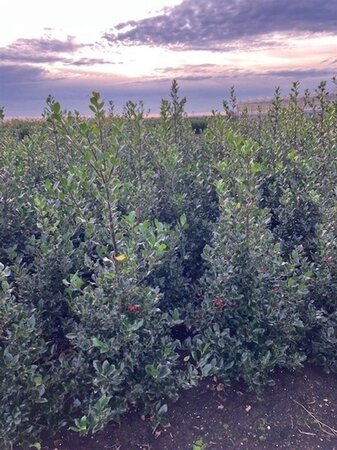 Ilex aquifolium 80-100 cm met kluit - afbeelding 12