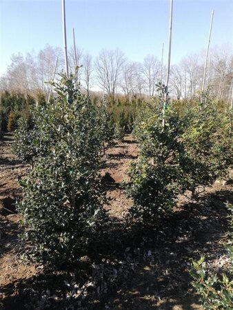Ilex aquifolium 80-100 cm RB - image 4