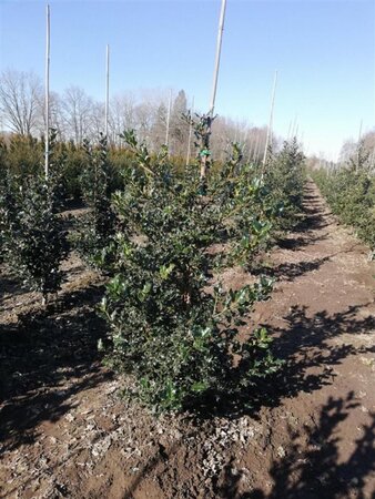 Ilex aquifolium 80-100 cm RB - image 2