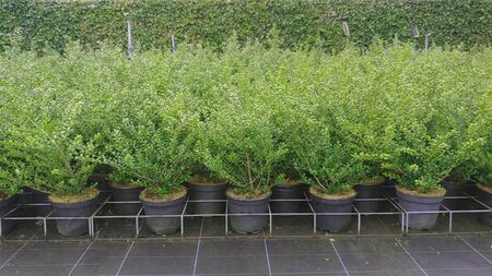 Ilex crenata 'Convexa' 30-40 cm cont. 3,0L - afbeelding 2