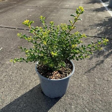 Ilex crenata 'Convexa' 30-40 cm cont. 3,0L - afbeelding 4