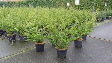 Ilex crenata 'Convexa' 30-40 cm cont. 3,0L - image 11