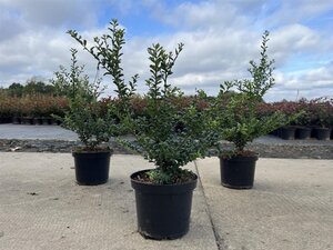 Ilex crenata 'Convexa' 30-40 cm cont. 3,0L - image 3