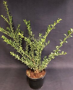 Ilex crenata 'Convexa' 40 cm met kluit bol - afbeelding 2