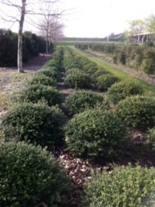 Ilex crenata 'Convexa' 90 cm met kluit bol - afbeelding 4