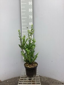 Ilex crenata 'Caroline Upright' 30-40 cm cont. 3,0L