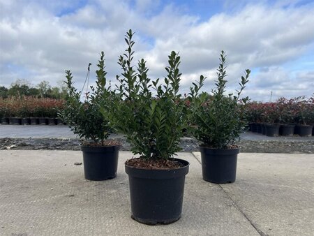 Ilex crenata 'Caroline Upright' 30-40 cm cont. 3,0L
