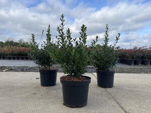 Ilex crenata 'Caroline Upright' 30-40 cm cont. 3,0L