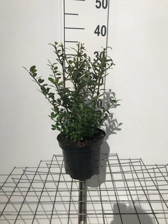 Ilex crenata 'Caroline Upright' 30-40 cm cont. 3,0L - afbeelding 2