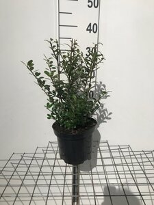 Ilex crenata 'Caroline Upright' 30-40 cm cont. 3,0L - afbeelding 2