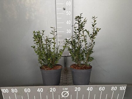 Ilex crenata 'Caroline Upright' 30-40 cm cont. 3,0L