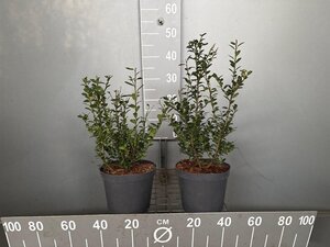 Ilex crenata 'Caroline Upright' 30-40 cm cont. 3,0L
