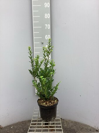 Ilex crenata 'Caroline Upright' 30-40 cm cont. 3,0L