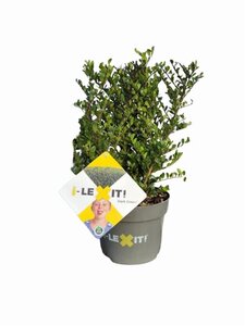 Ilex crenata Dark Green 20-30 cm cont. 2,0L - afbeelding 2