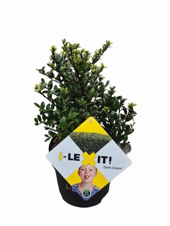 Ilex crenata Dark Green 20-30 cm cont. 2,0L - afbeelding 3