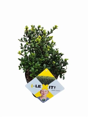 Ilex crenata Dark Green 20-30 cm cont. 2,0L - afbeelding 4