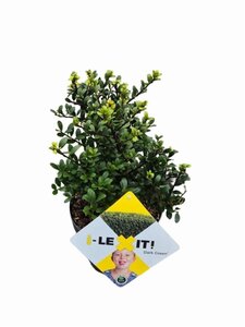 Ilex crenata Dark Green 20-30 cm cont. 2,0L - afbeelding 4