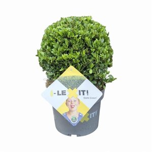 Ilex crenata Dark Green 20 cm cont. 3,0L bol - afbeelding 2