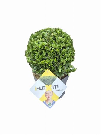 Ilex crenata Dark Green 20 cm cont. 3,0L bol - afbeelding 3