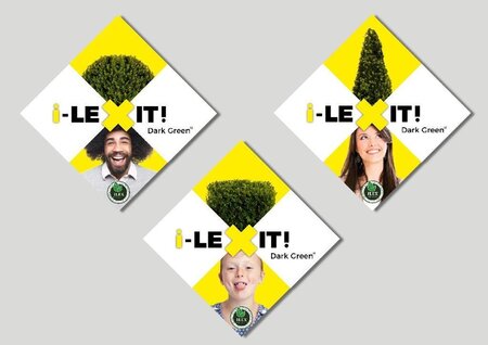 Ilex crenata Dark Green 20 cm cont. 3,0L bol - afbeelding 4