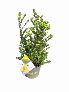 Ilex crenata Dark Green 30-40 cm cont. 3,0L - afbeelding 3