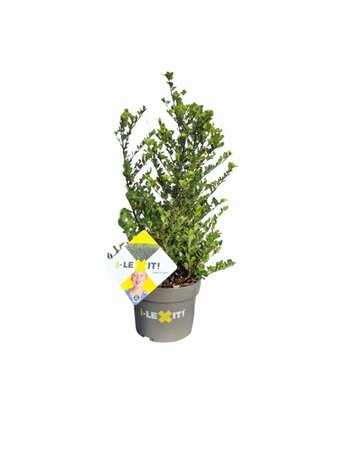 Ilex crenata Dark Green 30-40 cm cont. 3,0L - afbeelding 4